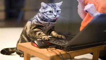 Funny HD Wallpapers