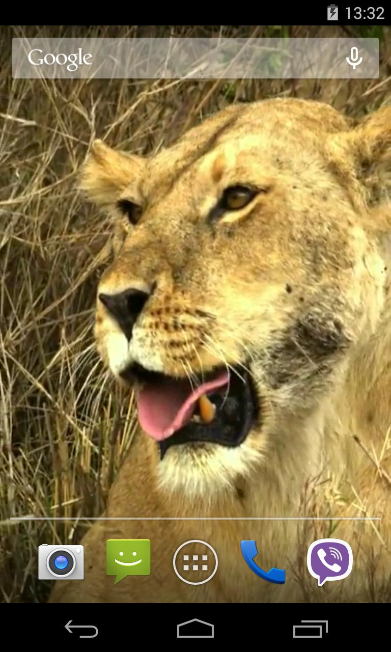 Animals of Africa Video LWP