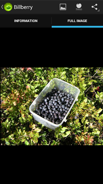 Medicinal plants