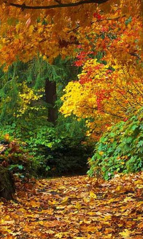 Autumn wallpapers