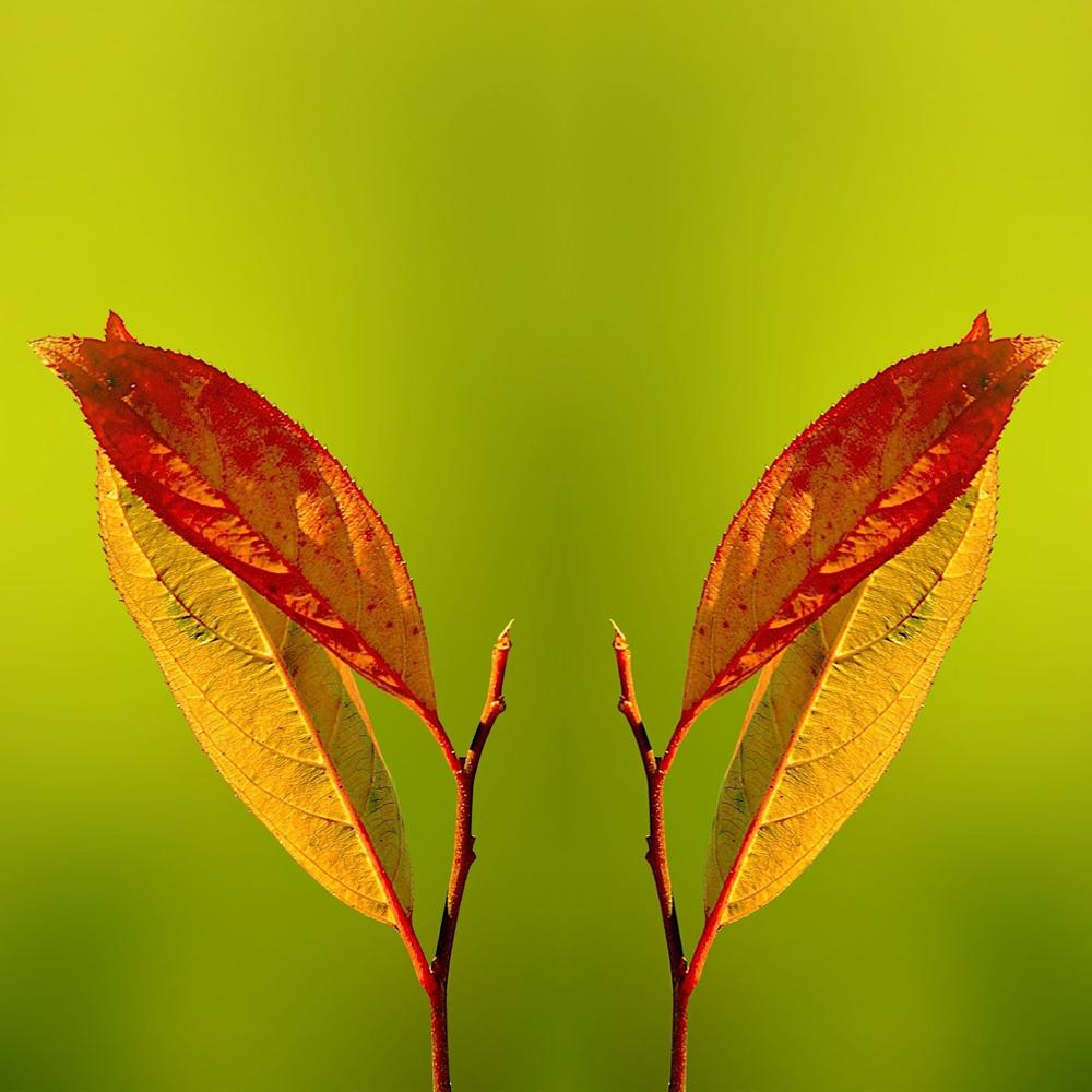 Twin Camera Reflection