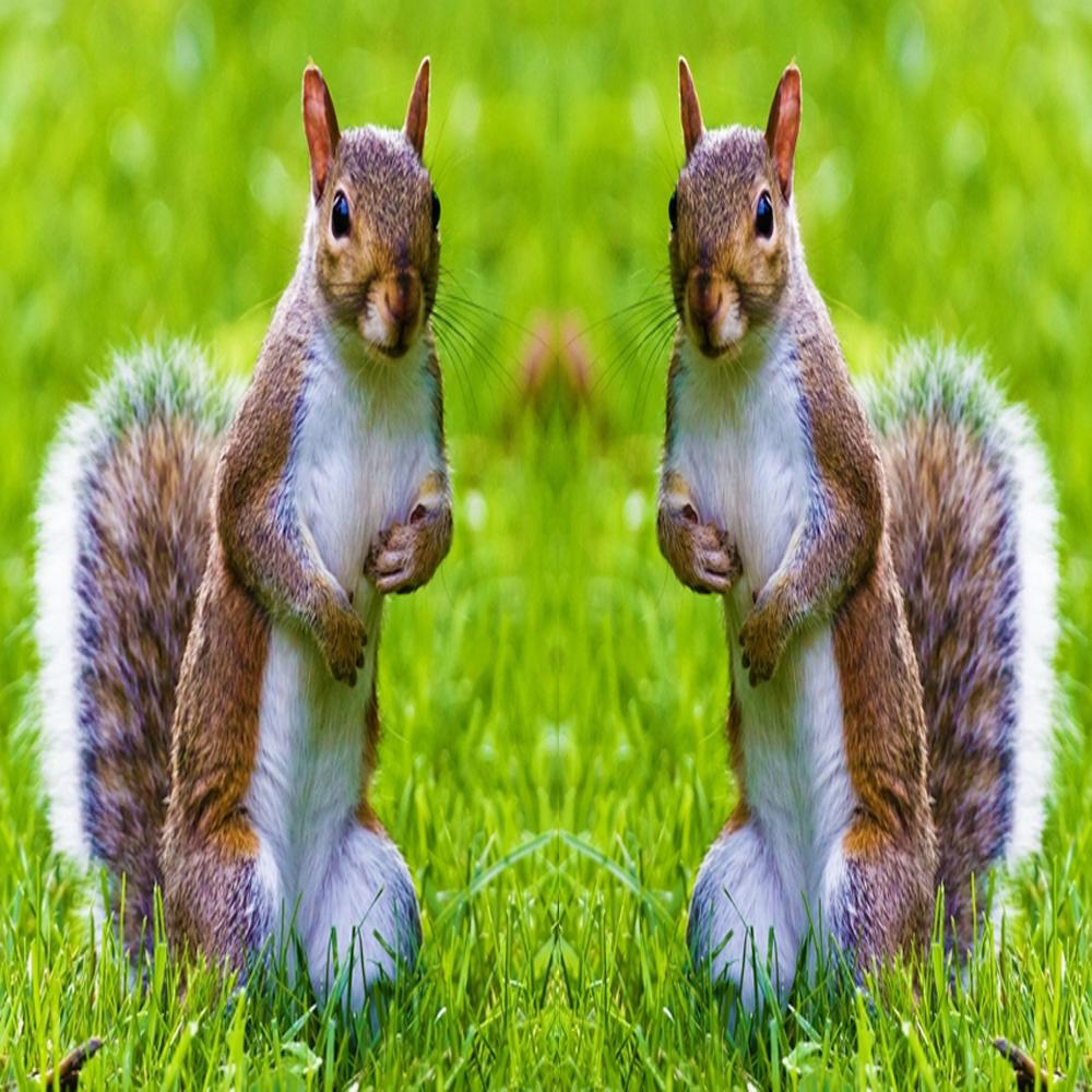 Twin Camera Reflection