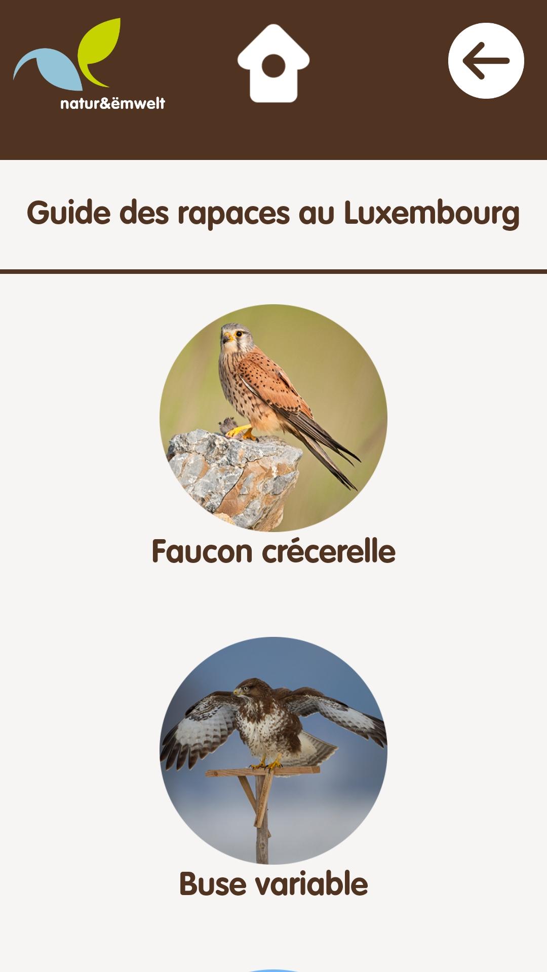 Rapaces au Luxembourg