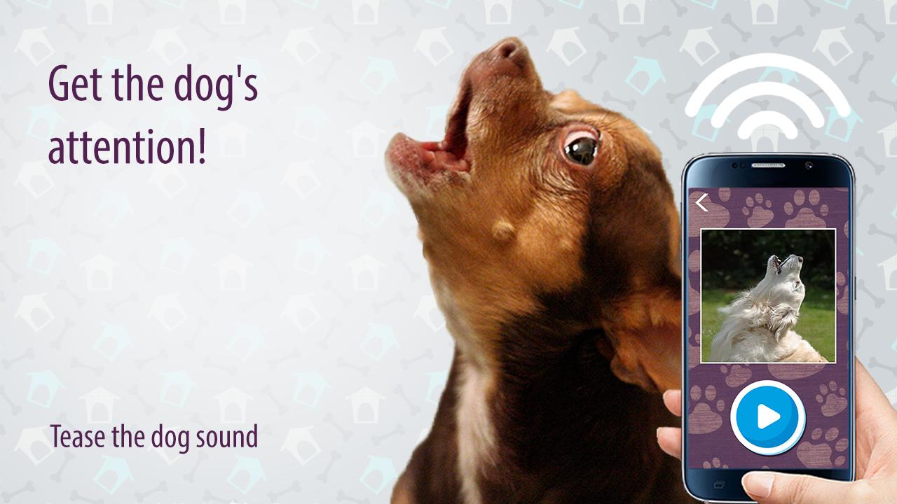 Tease the dog sound