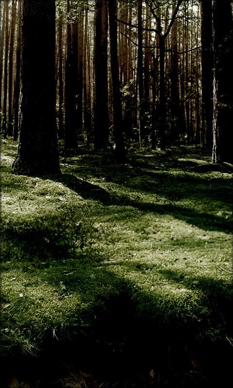 Fireflies Live Wallpaper