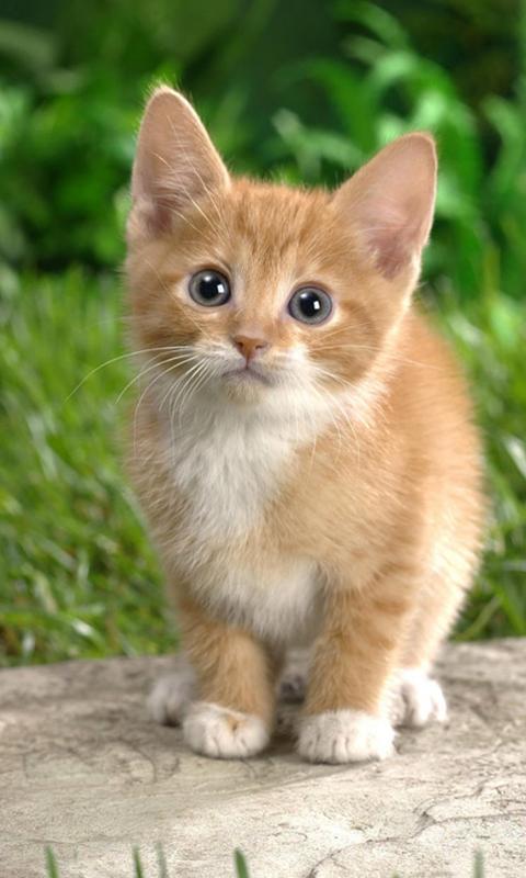 Gatos, Primeros Auxilios