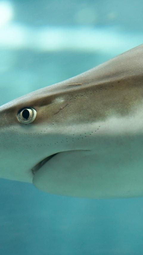 Shark Wallpapers