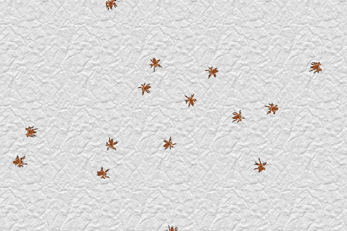 Spiders Live Wallpaper