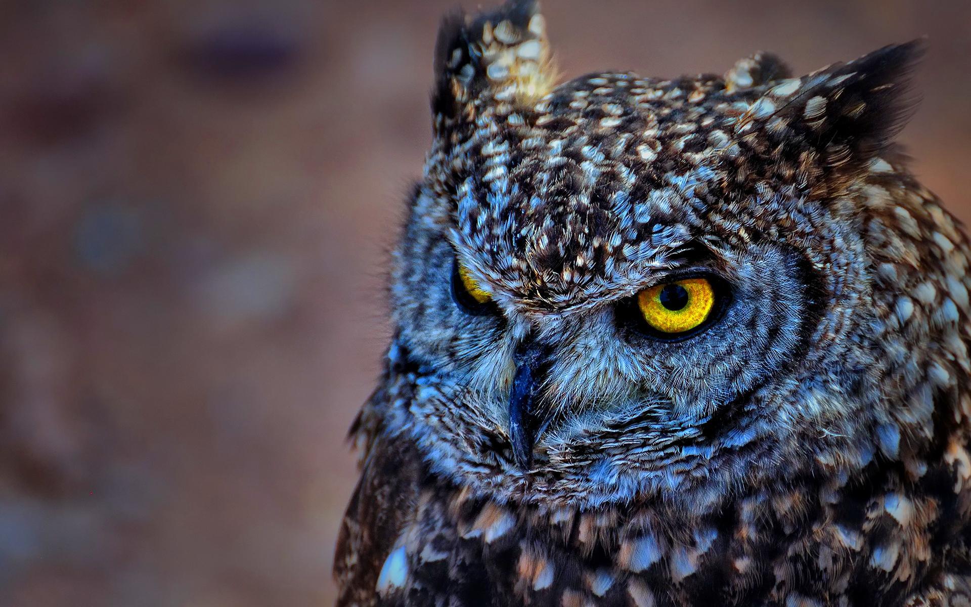 Owl HD Live Wallpaper