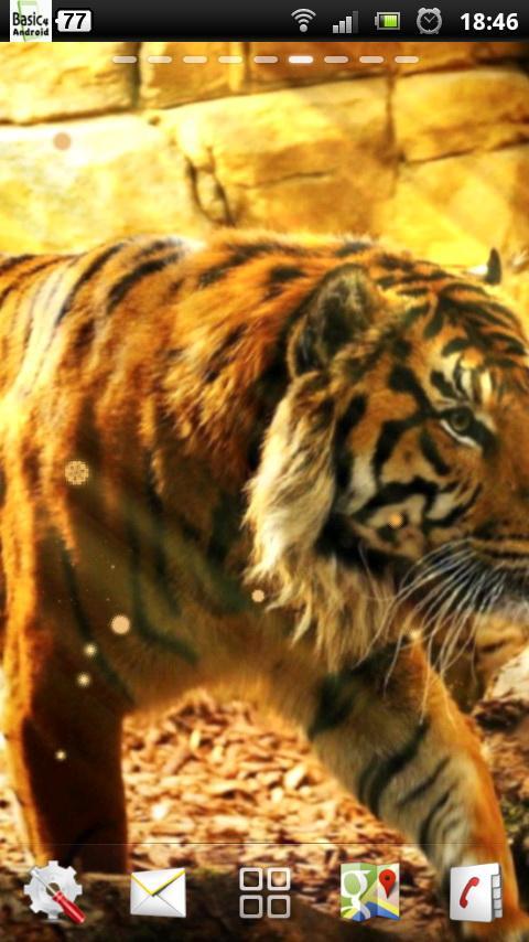free live tiger wallpaper