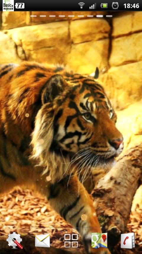 free live tiger wallpaper