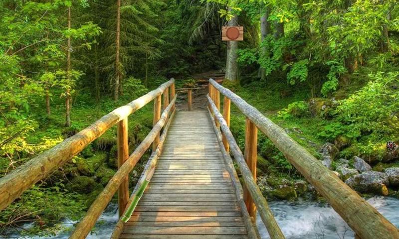 Escape From Amazon Forest