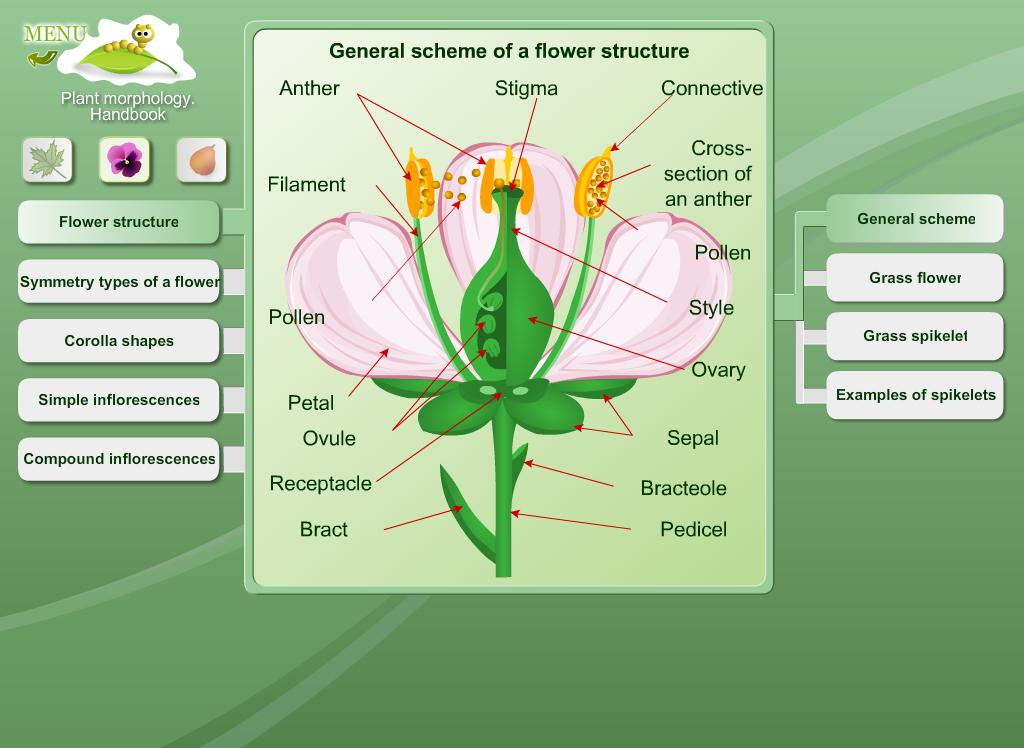 Biology - Plant Morphology