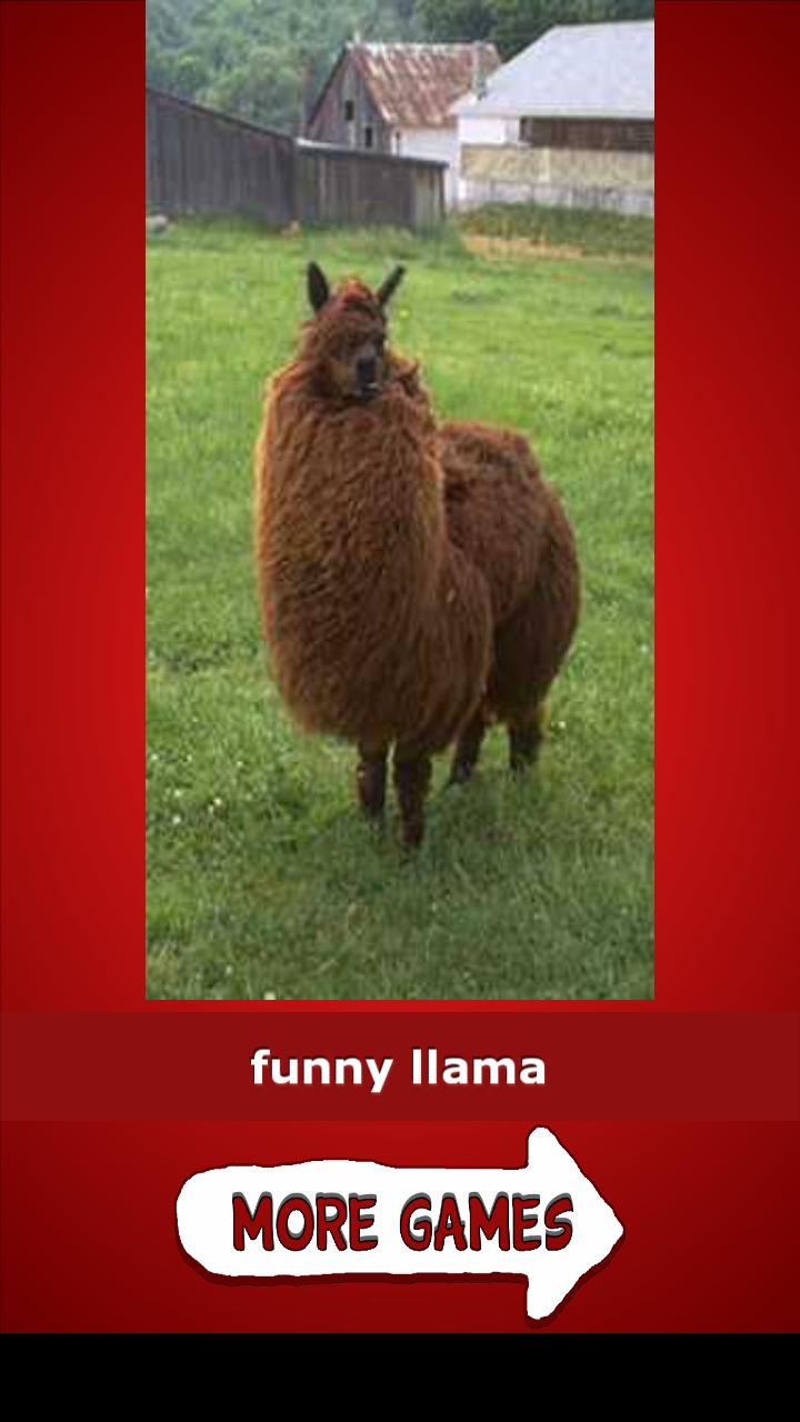 The Llama Song