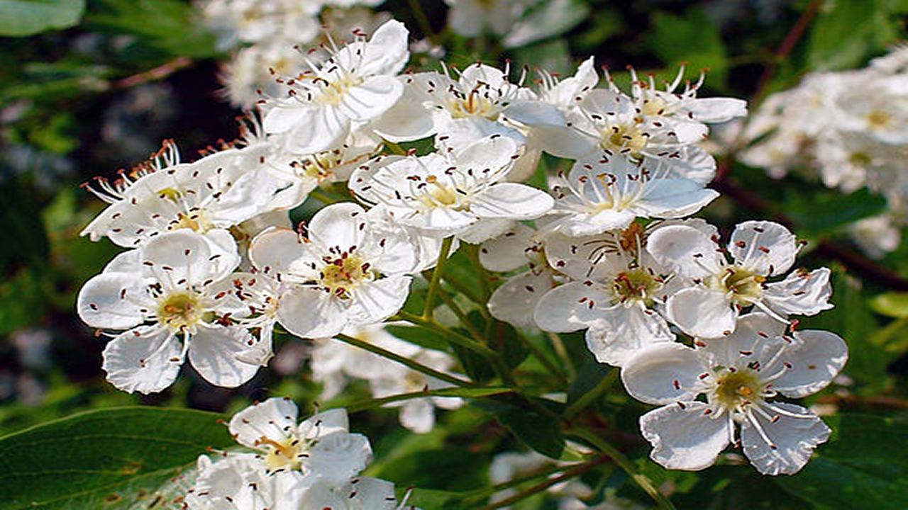 Dejar de Fumar-Plantas