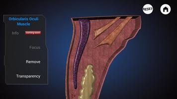 Ophthalmology in Dogs (Free)