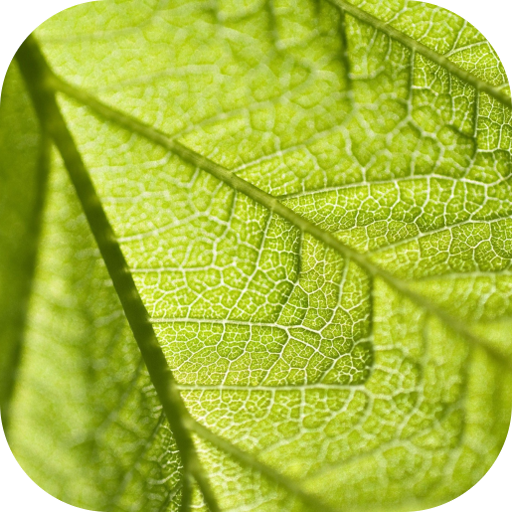 Life Quotes and Sayings