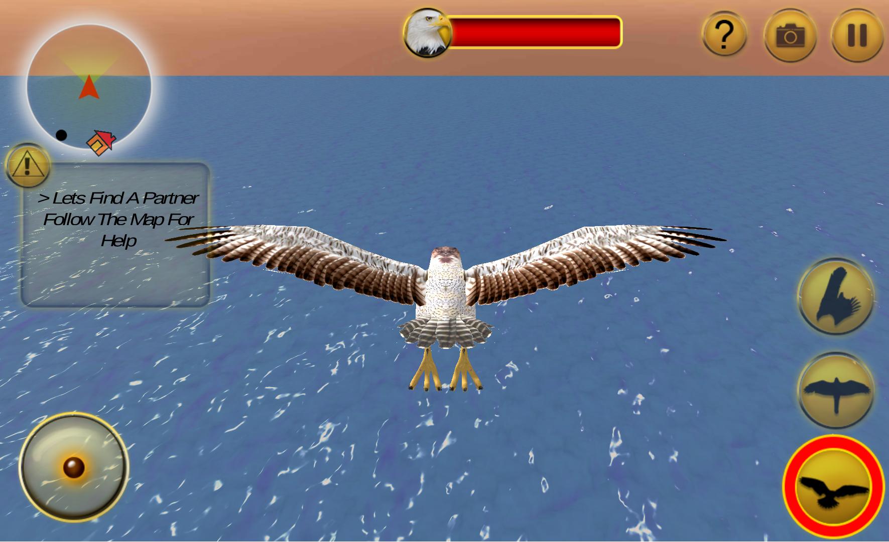 American Falcon Wild Sim 2016