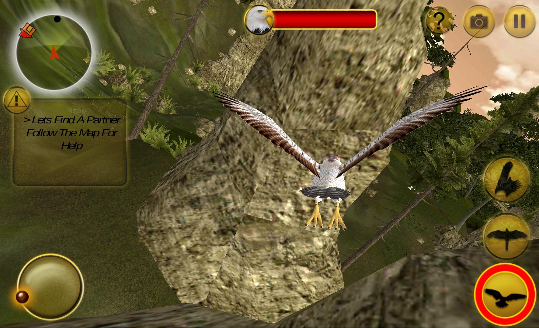 American Falcon Wild Sim 2016