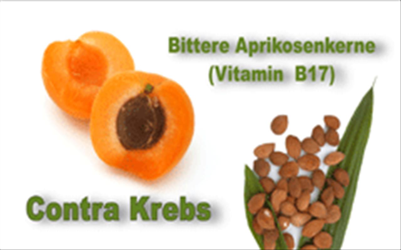 Krebs B17