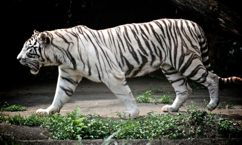 White tiger wallpapers