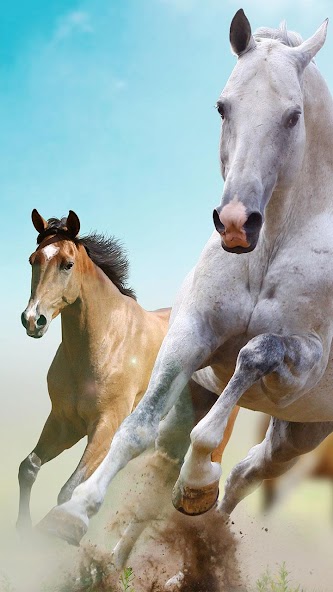 Horse Pictures Live Wallpaper