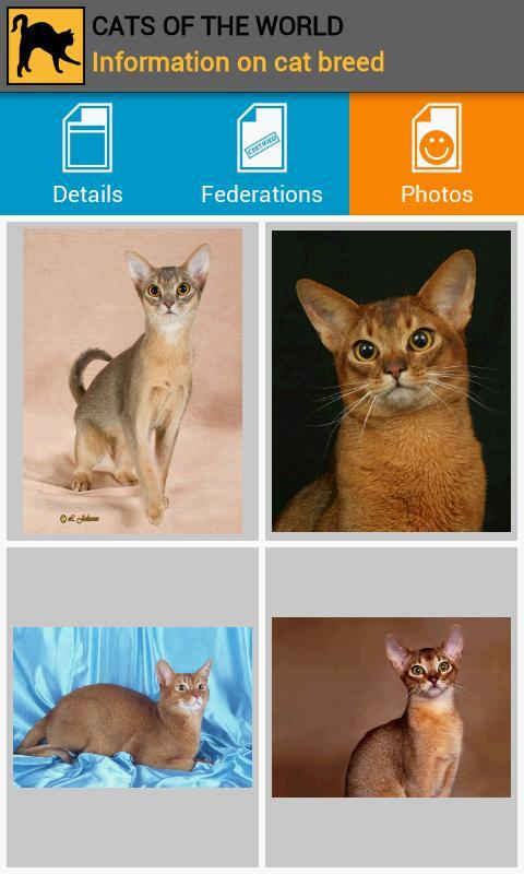 Cats of the world